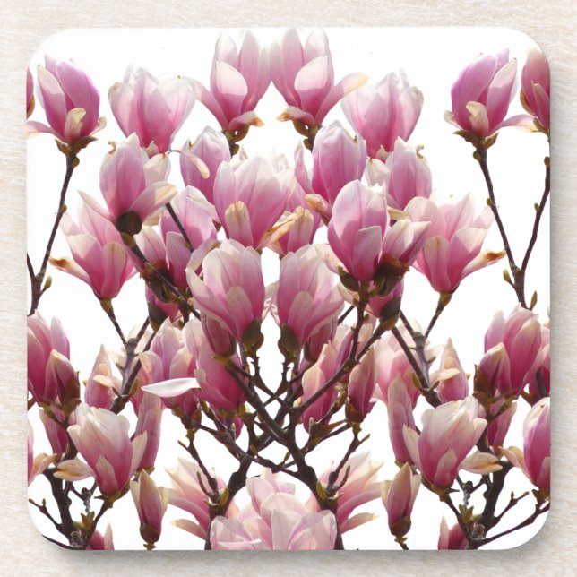 Blooming Pink Magnolias Spring Flower Coaster (Front)