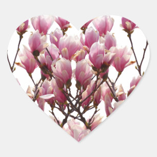 Blooming Pink Magnolias Spring Flower Heart Sticker