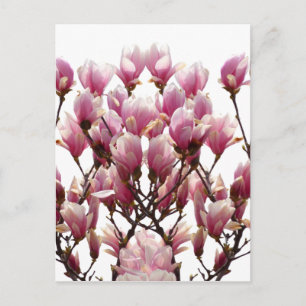 Blooming Pink Magnolias Spring Flower Postcard