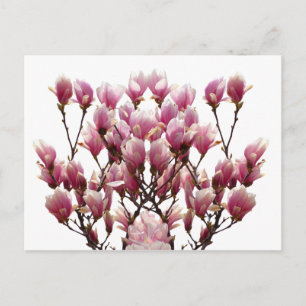 Blooming Pink Magnolias Spring Flower Postcard