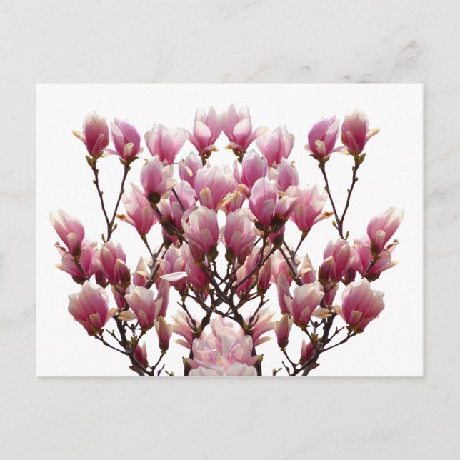 Blooming Pink Magnolias Spring Flower Postcard (Front)