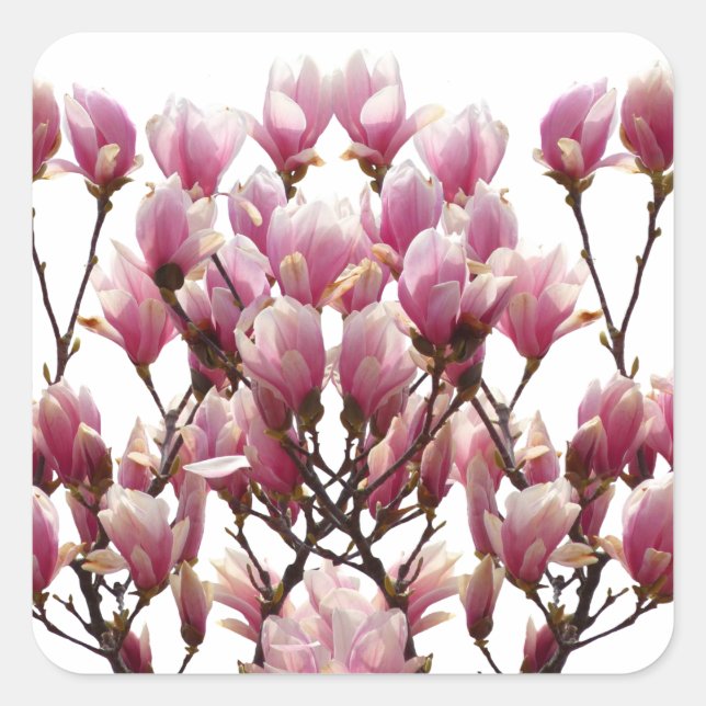Blooming Pink Magnolias Spring Flower Square Sticker (Front)