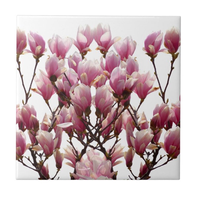 Blooming Pink Magnolias Spring Flower Tile (Front)