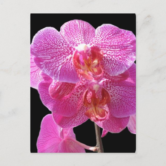 Blooming Pink Orchids Postcard (Front)