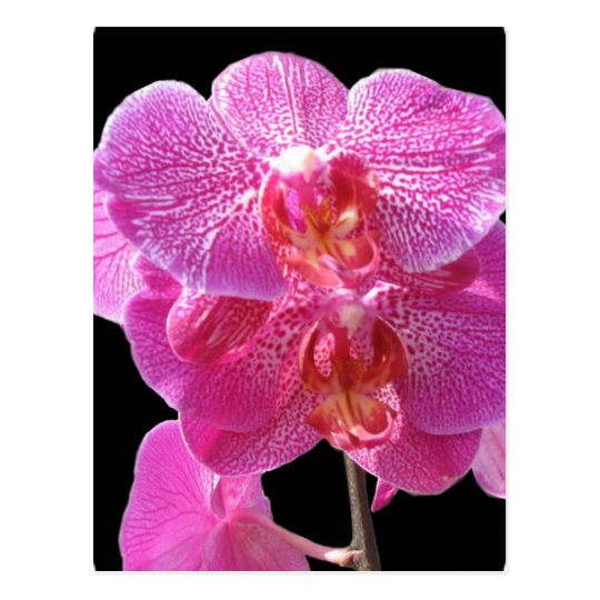 Blooming Pink Orchids Postcard