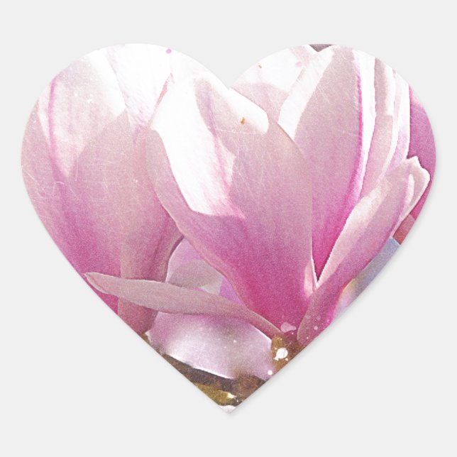 Blooming Pink Purple Magnolia - Spring Flower Heart Sticker (Front)