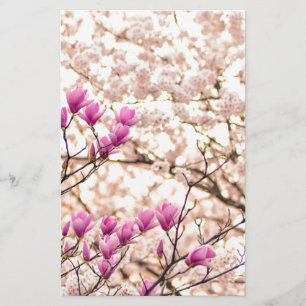Blooming Pink Purple Magnolias Spring Flower
