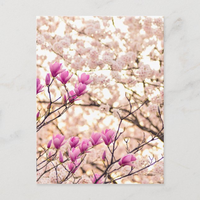 Blooming Pink Purple Magnolias Spring Flower Postcard (Front)