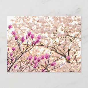 Blooming Pink Purple Magnolias Spring Flower Postcard