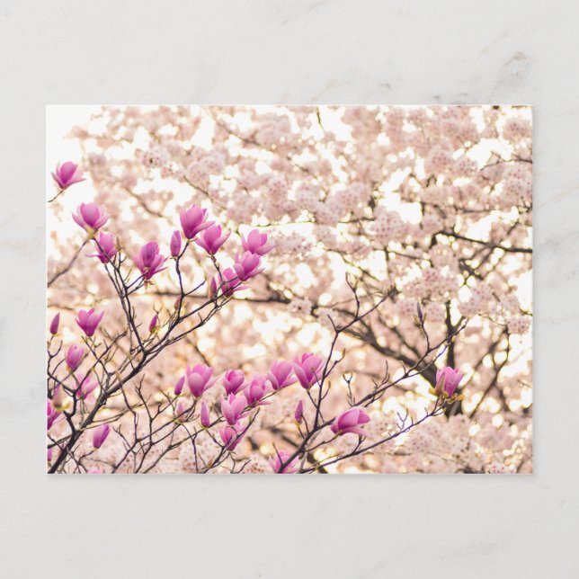 Blooming Pink Purple Magnolias Spring Flower Postcard (Front)