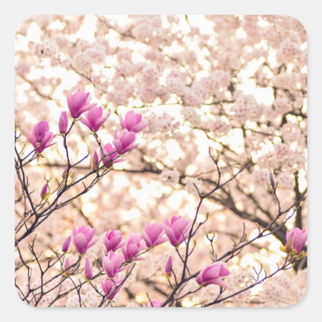 Blooming Pink Purple Magnolias Spring Flower Square Sticker (Front)
