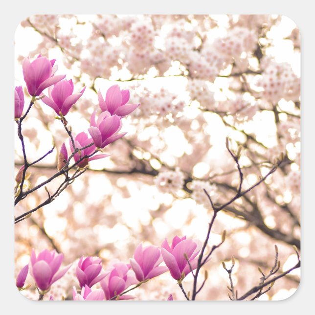 Blooming Pink Purple Magnolias Spring Flower Square Sticker (Front)