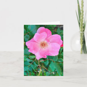 Blooming Pink Rose Flower Birthday Greeting  Card