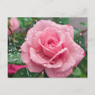 Blooming Pink Rose wit Raindrops Postcard