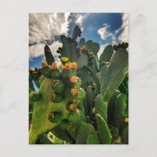 Blooming prickly pear cactus postcard