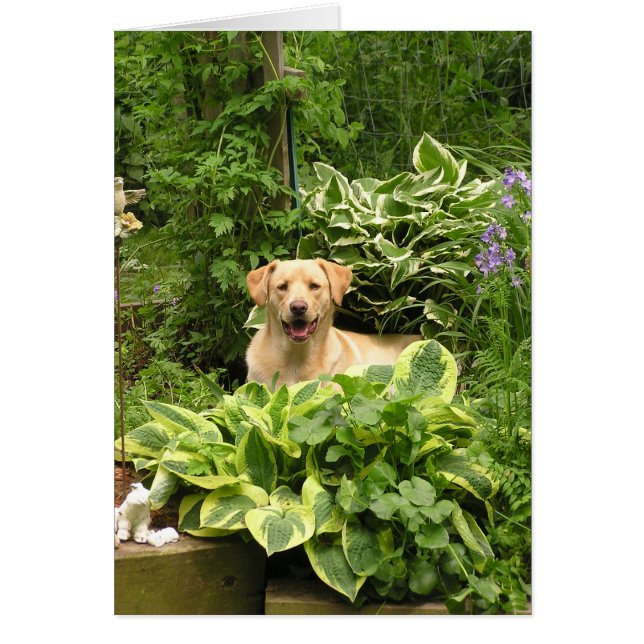 Blooming Puppies (Front)