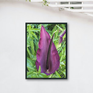 Blooming Purple Dragon Lily Floral Photo Print