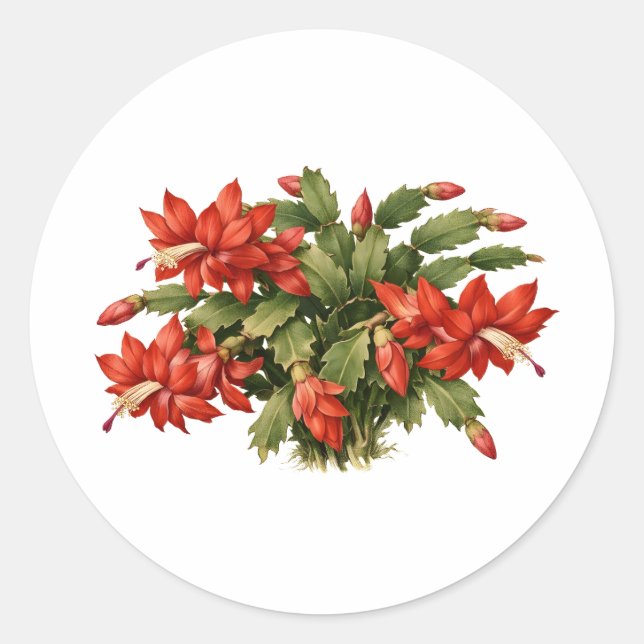 Blooming Red Christmas Cactus Plant  Classic Round Sticker (Front)