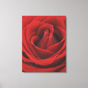 Blooming Red Rose Canvas Print