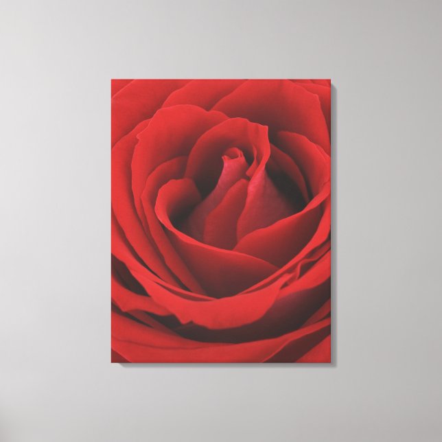 Blooming Red Rose Canvas Print (Front)