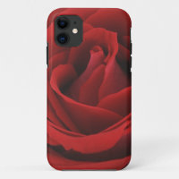 Blooming Red Rose