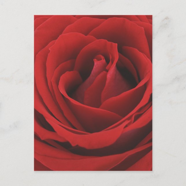 Blooming Red Rose Postcard (Front)