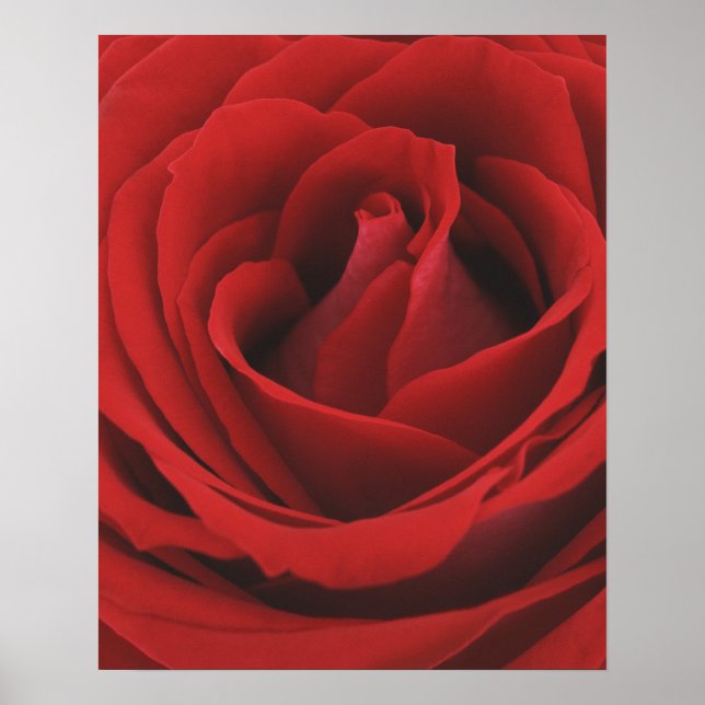 Blooming Red Rose Poster (Front)