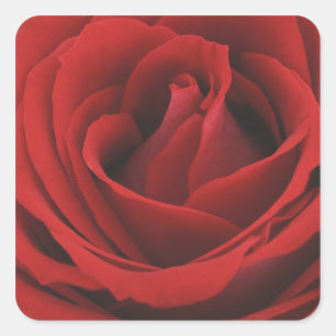 Blooming Red Rose Square Sticker
