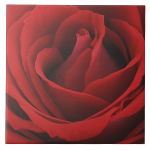 Blooming Red Rose Tile