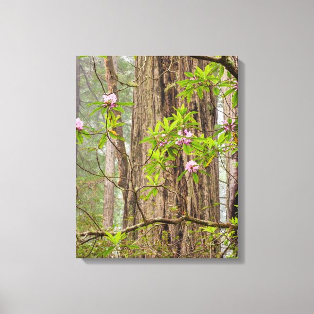 Blooming Rhododendrons | Redwoods State Park,CA Canvas Print (Front)