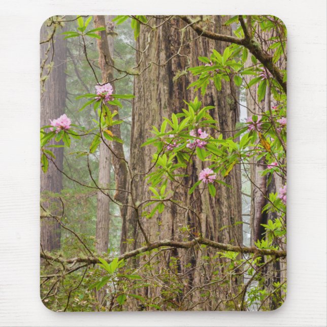 Blooming Rhododendrons | Redwoods State Park,CA Mouse Mat (Front)