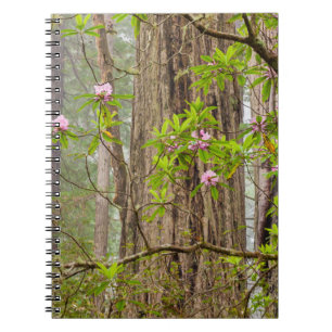 Blooming Rhododendrons   Redwoods State Park,CA Notebook