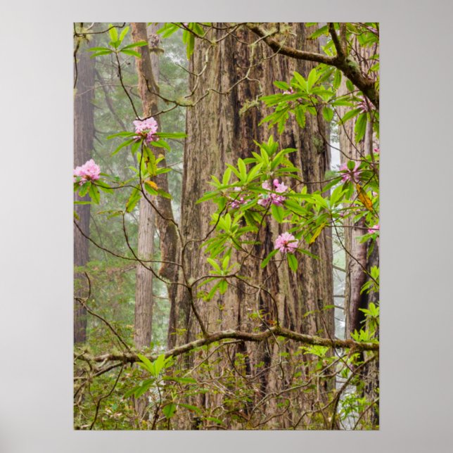 Blooming Rhododendrons | Redwoods State Park,CA Poster (Front)