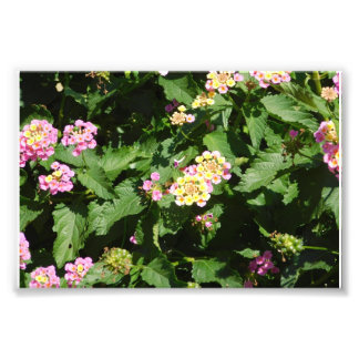 Blooming Romance Photo Print