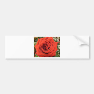 Blooming Rose Bumper Sticker