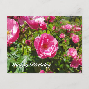 Blooming roses Happy Birthday Holiday Postcard