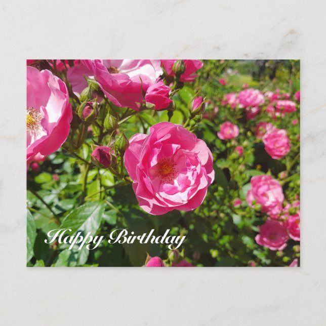 Blooming roses Happy Birthday Holiday Postcard (Front)