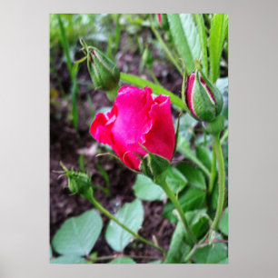 blooming roses pastel poster