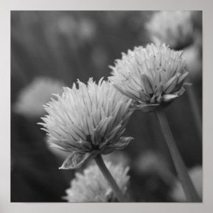 Blooming Scallions Allium Flowers Black And White Poster