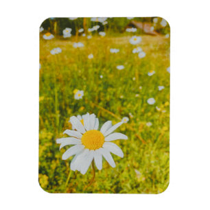 Blooming scandinavian summer field magnet