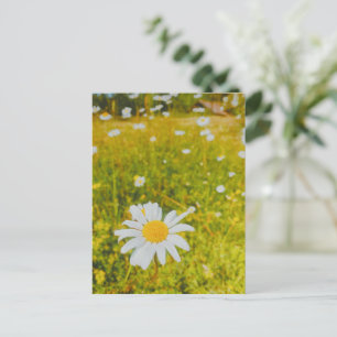 Blooming scandinavian summer field postcard