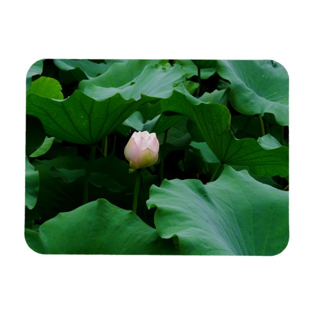 Blooming Soon Magnet (Horizontal)