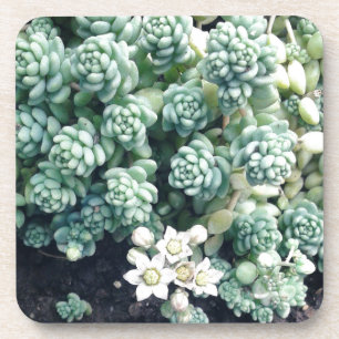 Blooming Succulent Plant Coaster