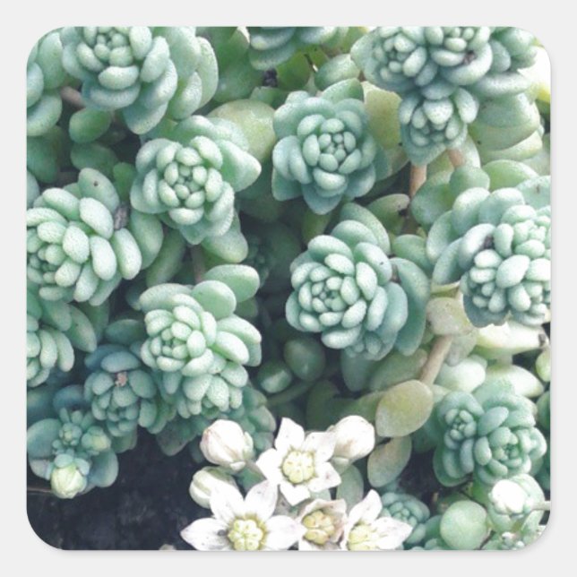 Blooming Succulent Plant Square Sticker (Front)