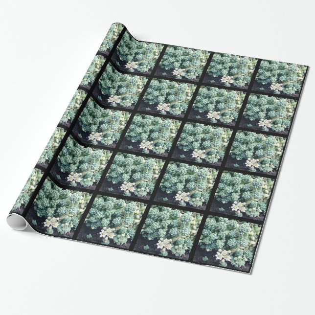 Blooming Succulent Plant Wrapping Paper (Unrolled)