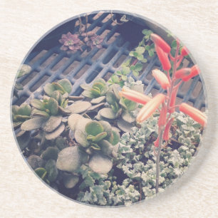 Blooming Succulent Plants Coaster