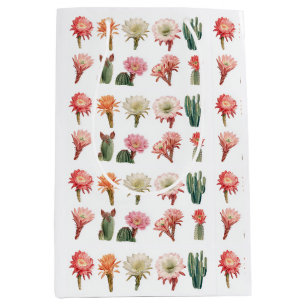 Blooming succulent plants medium gift bag