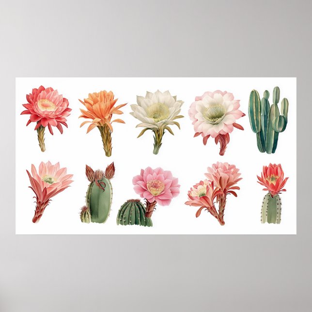 Blooming succulent plants poster (Front)