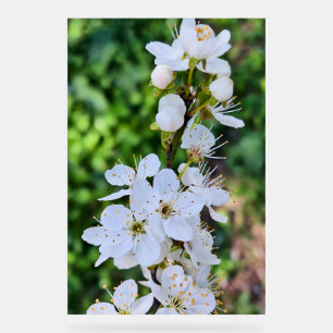Blooming Tree in Spring Romania – Blossom Photogra Acrylic Sign