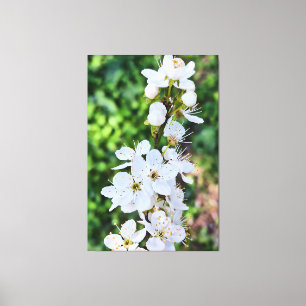 Blooming Tree in Spring Romania – Blossom Photogra Canvas Print